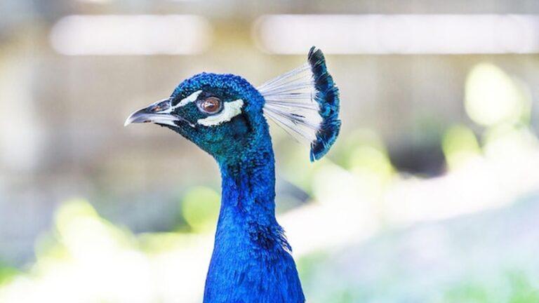 טווס בגני קריסטל פאלאס בפורטו